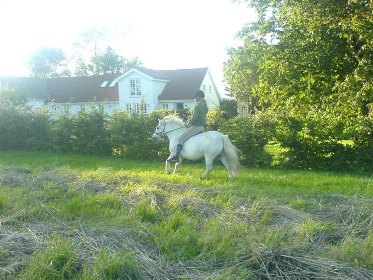 Shetlænder Buller - Wee fuld galop Buller..  :D <3 billede 10