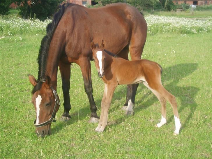 Anden særlig race Saam-a-li's surprise*DØD* billede 2