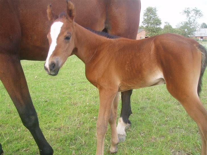 Anden særlig race Saam-a-li's surprise*DØD* billede 3