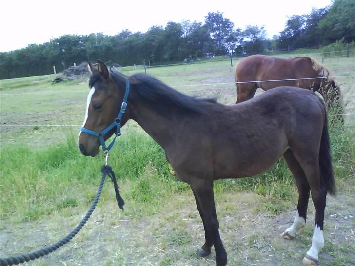 Anden særlig race Saam-a-li's surprise*DØD* billede 4