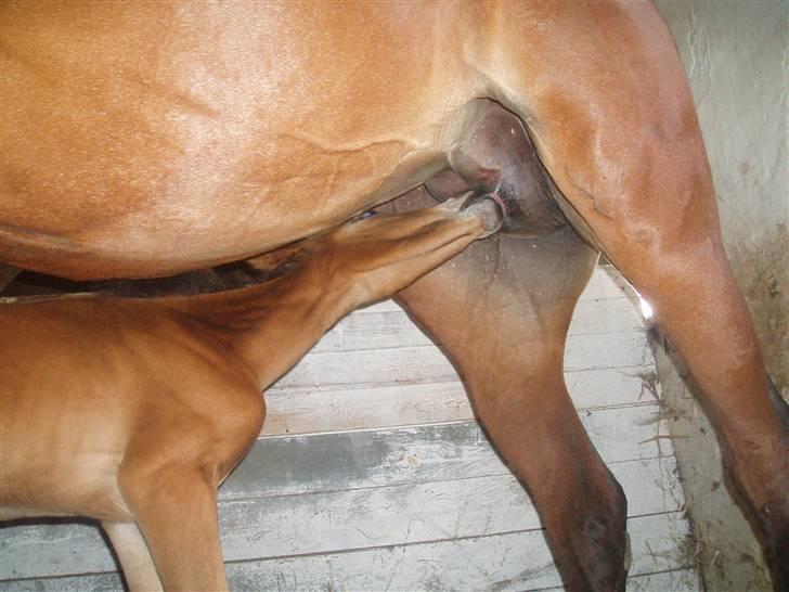 Anden særlig race Saam-a-li's surprise*DØD* billede 6