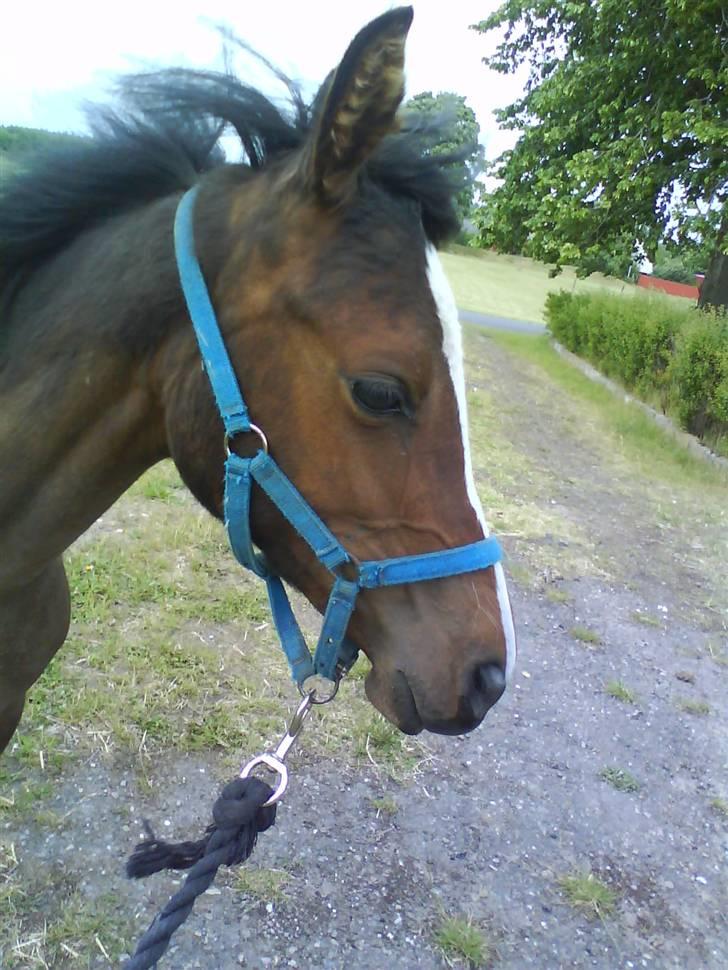 Anden særlig race Saam-a-li's surprise*DØD* billede 8