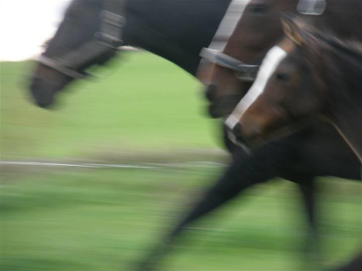 Anden særlig race Saam-a-li's surprise*DØD* billede 9