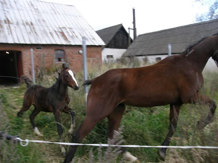 Anden særlig race Saam-a-li's surprise*DØD* billede 10