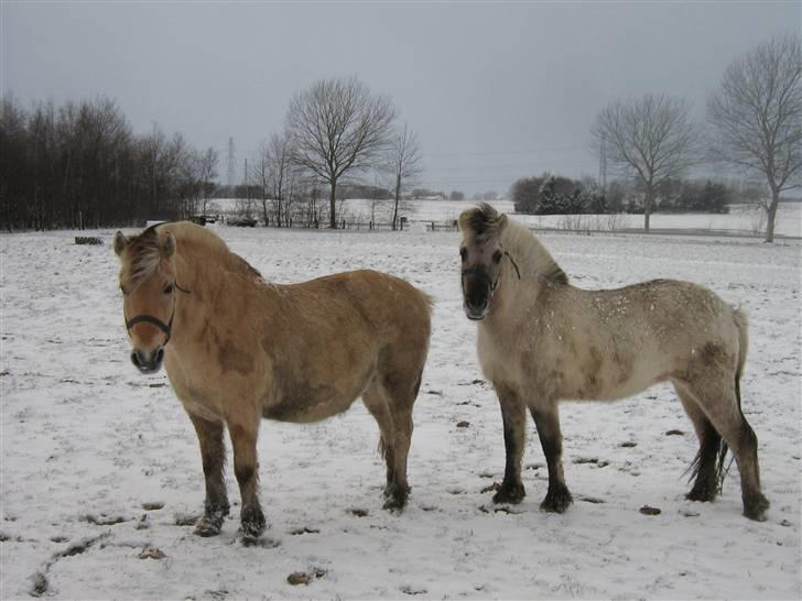 Fjordhest Freja Toft ¤ R.I.P ¤ - Freja 19 år og ifol vinter 2006/2007 sammen med Ilina ( grå) billede 7