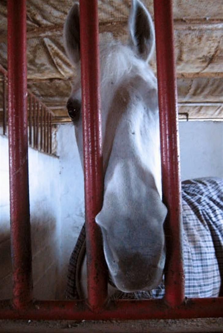 Anden særlig race Dojan Silver billede 1