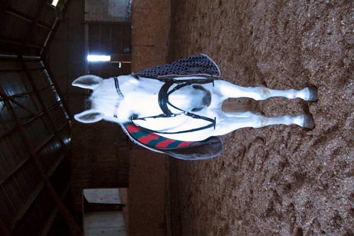 Anden særlig race Dojan Silver billede 2