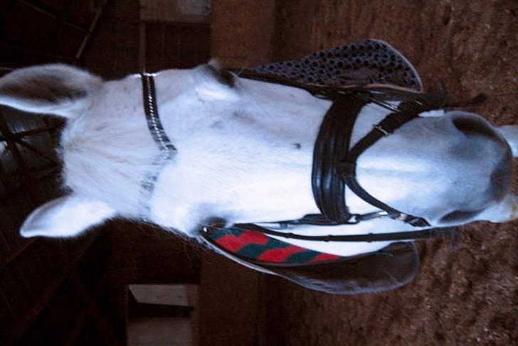 Anden særlig race Dojan Silver billede 3