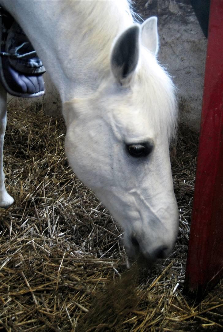 Anden særlig race Dojan Silver billede 4