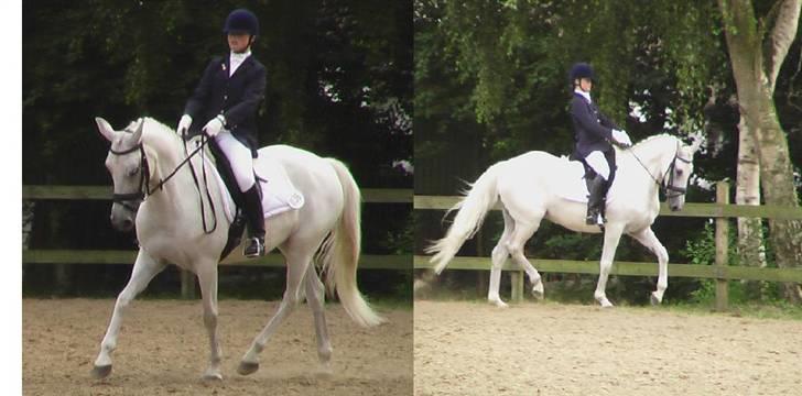 Anden særlig race Dojan Silver billede 5