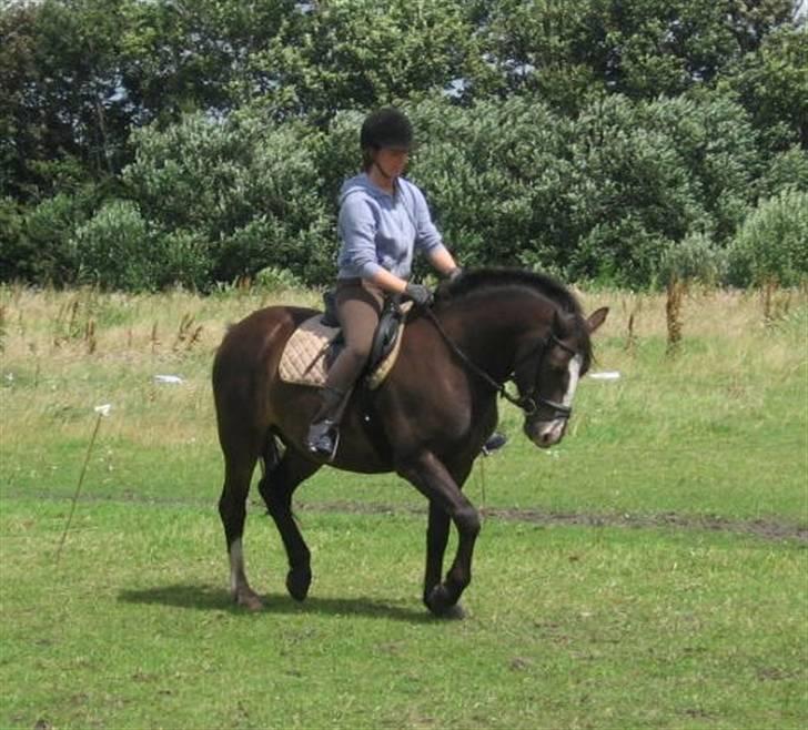 Connemara Frederik af Tinghøjgård - 5 år billede 20