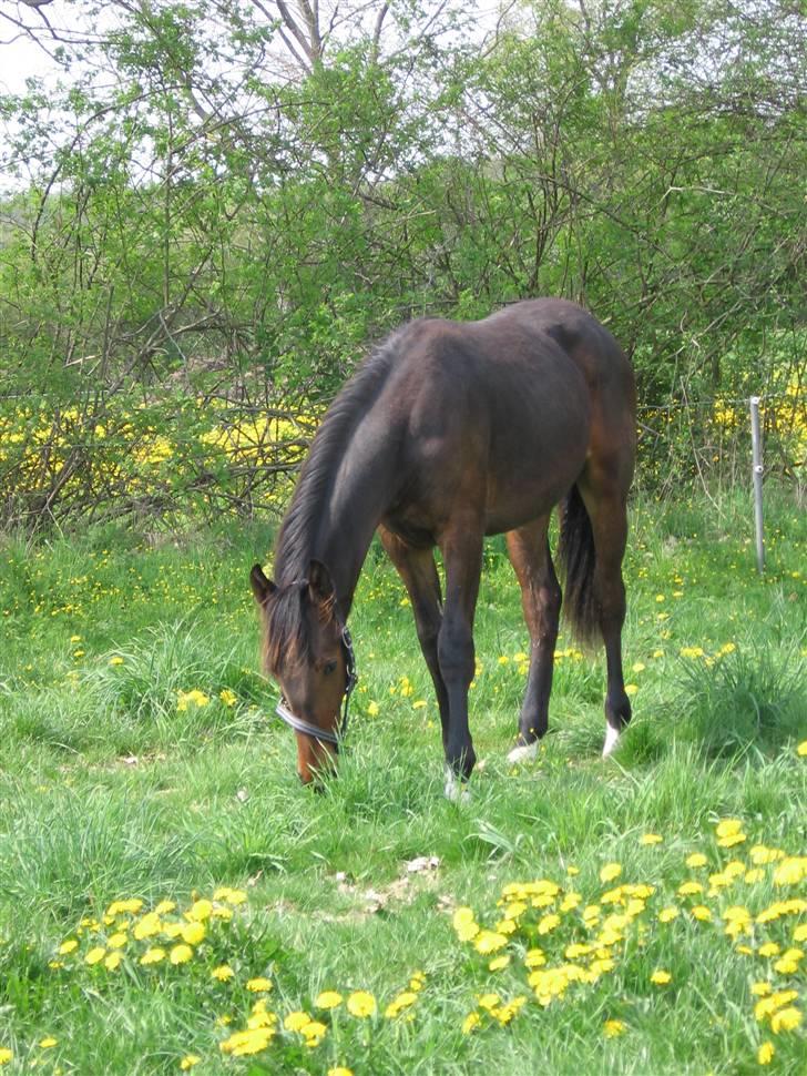 Anden særlig race Skovlundegårds Solero - Maj måned 2006 billede 2