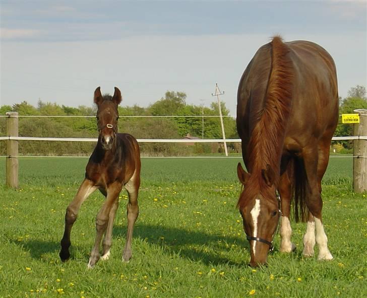 Anden særlig race Skovlundegårds Solero - 2 dage gammel og på fold med mor for første gang billede 3
