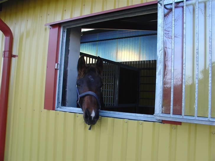 Anden særlig race Skovlundegårds Solero - Lige flyttet over i sin nye boks november 2005 billede 4