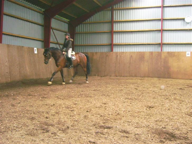 Dansk Varmblod Lykke's Don Zio * Solgt:( - Lidt trav i ridehallen :) billede 13