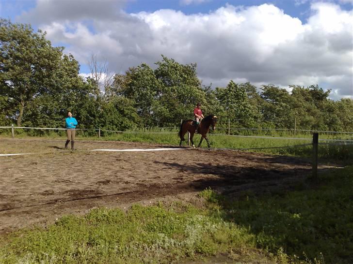 Dansk Varmblod Lykke's Don Zio * Solgt:( - Trav derhjemme .. billede 14