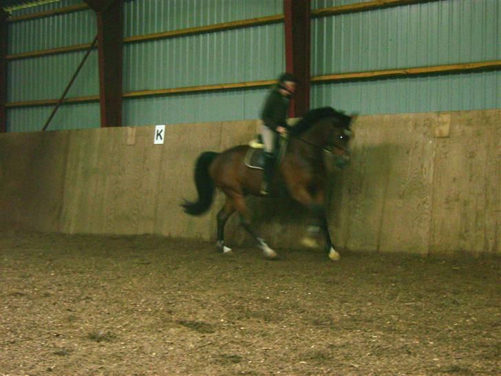 Dansk Varmblod Lykke's Don Zio * Solgt:( - Lidt galop :) Undskyld mit rette sæde, men vi er ved at springe :) billede 15