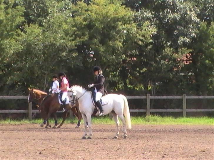 Anden særlig race Flamme Le' Grande solgt - ponyugen 08. billede 8