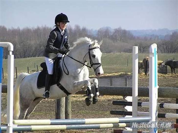 Anden særlig race Flamme Le' Grande solgt - Flamme til vores første spring stævne i 2005. billede 12