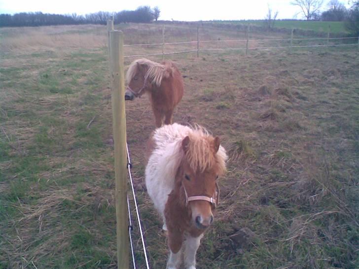 Shetlænder Sofie *SOLGT* billede 3