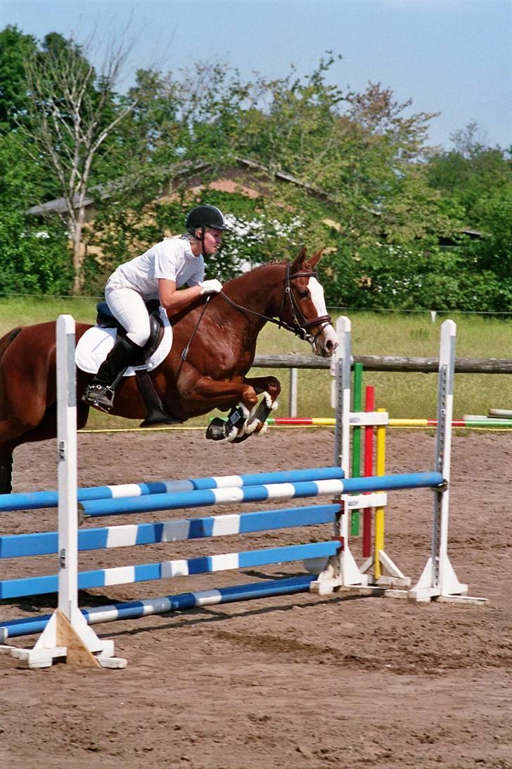 Anden særlig race Sahara - Hornum-Ulstrup . LC-spring  billede 13