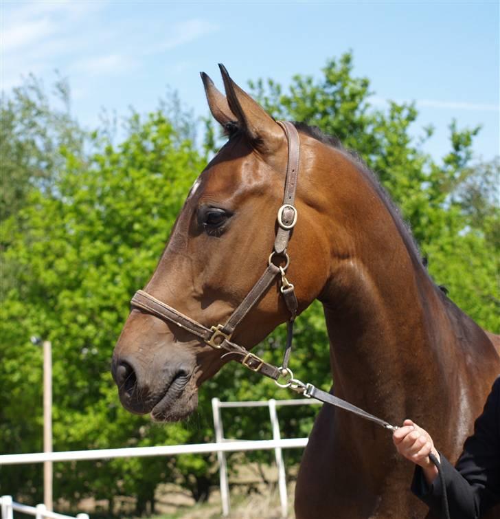 Dansk Varmblod Roché billede 9