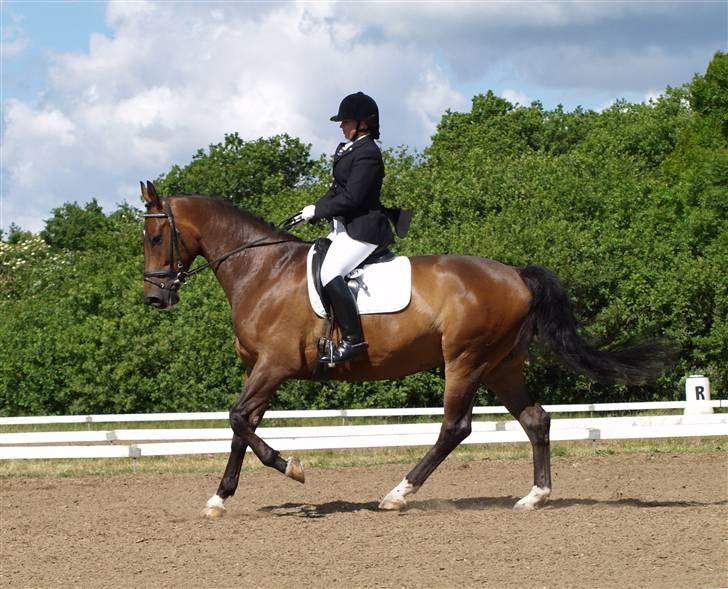 Dansk Varmblod Roché billede 11