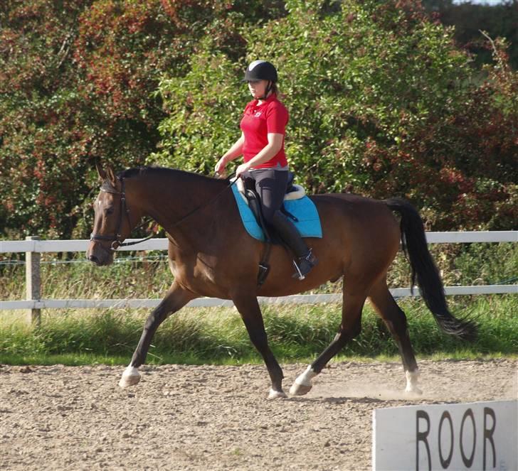 Dansk Varmblod Roché billede 12