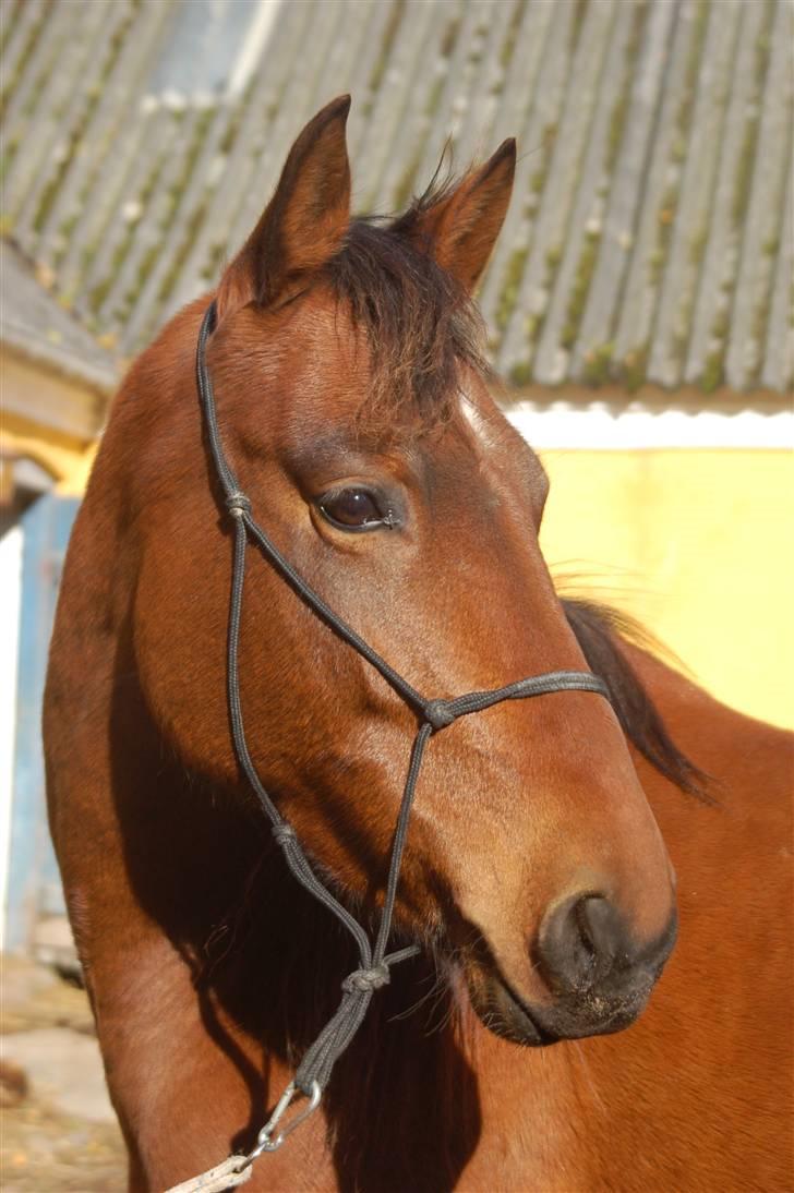 Anden særlig race Sakia <3 my pride - hun er mit daglige smil og min evige glæde<3 Foto: Signe Bendsen billede 2
