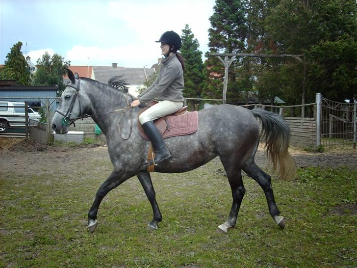 Holstener Zeênia - engang helpart billede 7