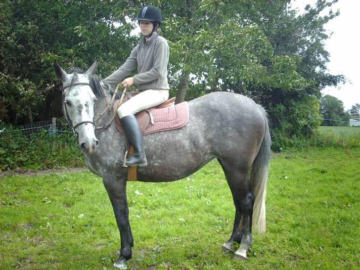 Holstener Zeênia - engang helpart billede 8