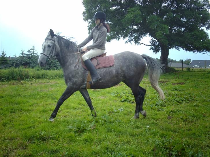 Holstener Zeênia - engang helpart billede 11