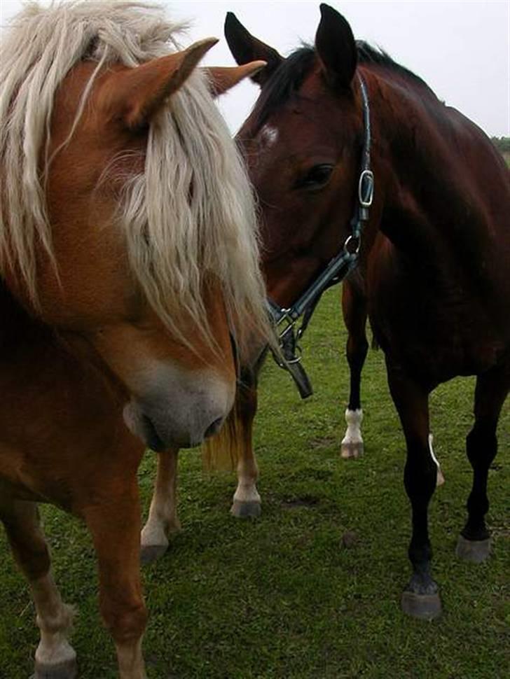 Trakehner Florentine SOLGT - Florentine og Manuela hygger :) billede 10
