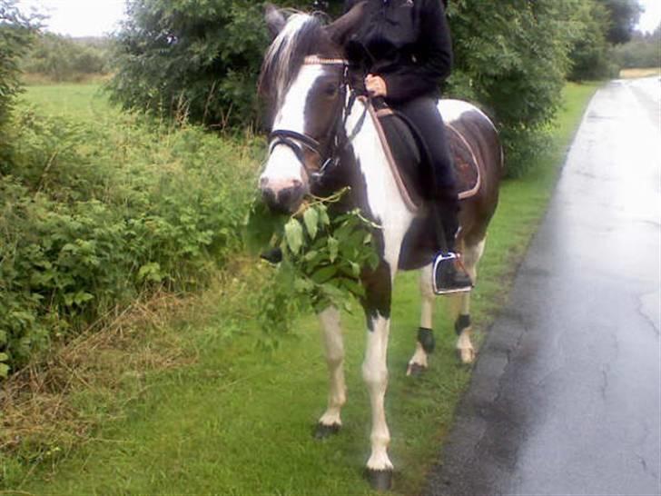 Pinto Hannibal (tidl. lånepony) - Hannibal, den smukke model. billede 14