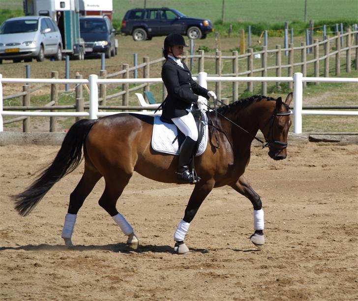 Dansk Varmblod Roché billede 15