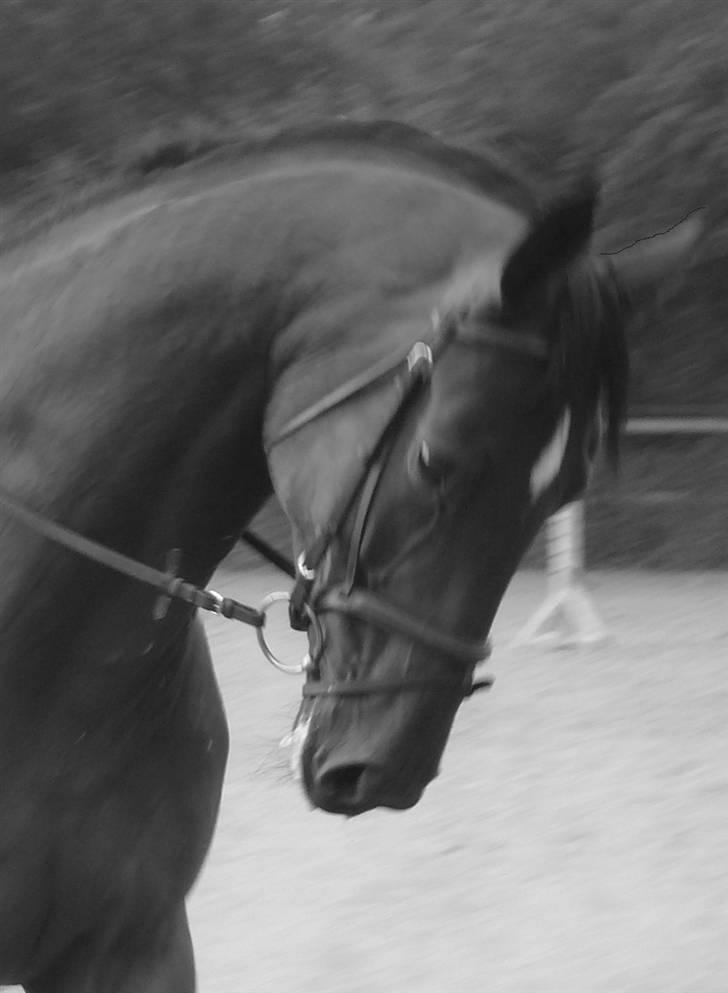 Holstener Ravella #Solgt# - Ravella er verdens smukkeste hest. Juni 2007. Fotograf: Liselotte     billede 17