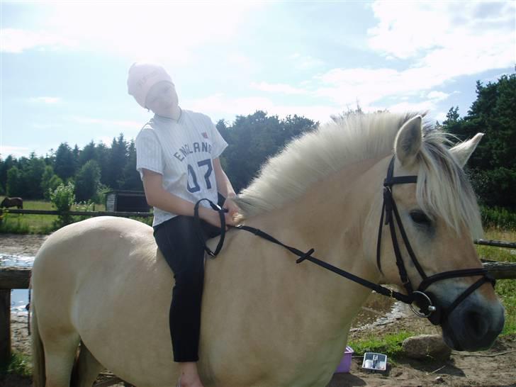 Fjordhest l Dina Halsnæs *R.I.P* - Hønse & Dina  billede 7