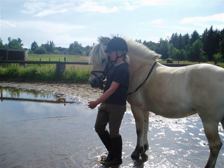 Fjordhest l Dina Halsnæs *R.I.P* - Dina og jeg skal ud i en vand pyt.. Det kan Dina ikke lide. Smiler billede 8