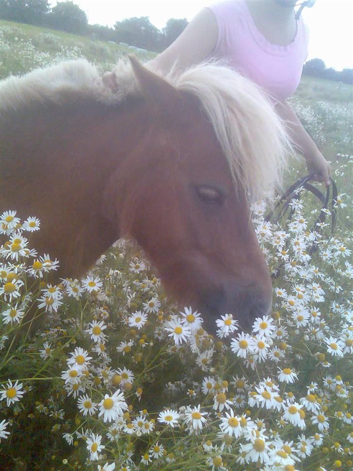 Shetlænder æblehavens : Britney  billede 20