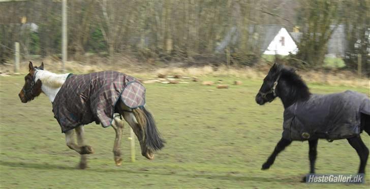 Pinto Sorenta "solgt" :* - jeg fører ojay..  billede 16