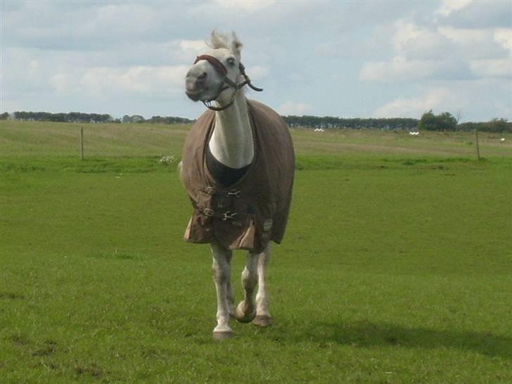 Anden særlig race Kinggårdens Duchess - se mor jeg er et monster!!! billede 4