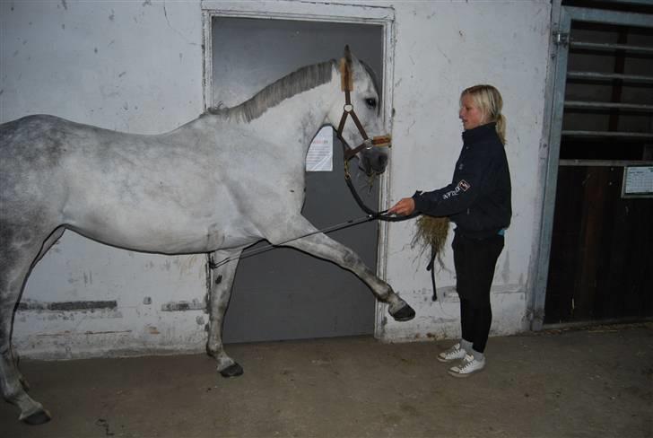 Anden særlig race Skovhyttens Rafini -SOLGT - præmieoverækkelse på morsø i LB. yir i know vi er sejest pony! billede 2