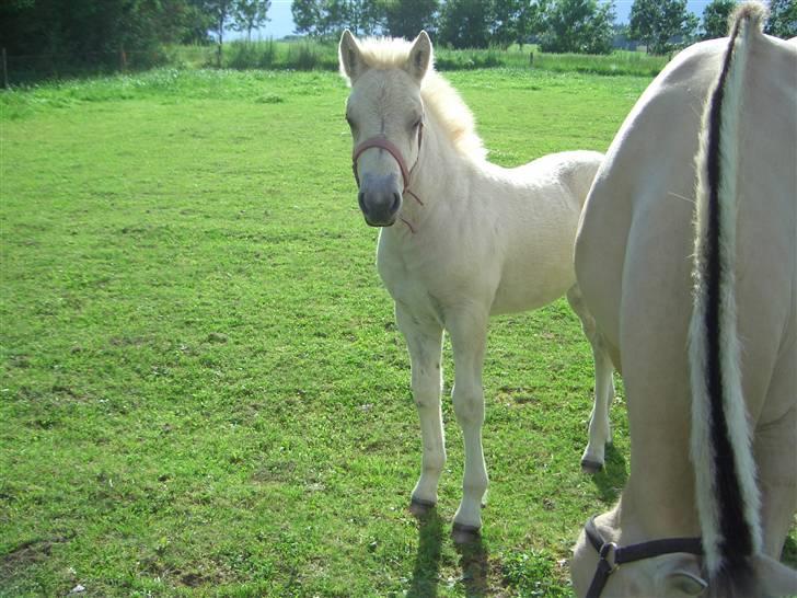 Fjordhest Odin Kaptain solgt )': - Her er jeg dagen efter jeg kom her til billede 1