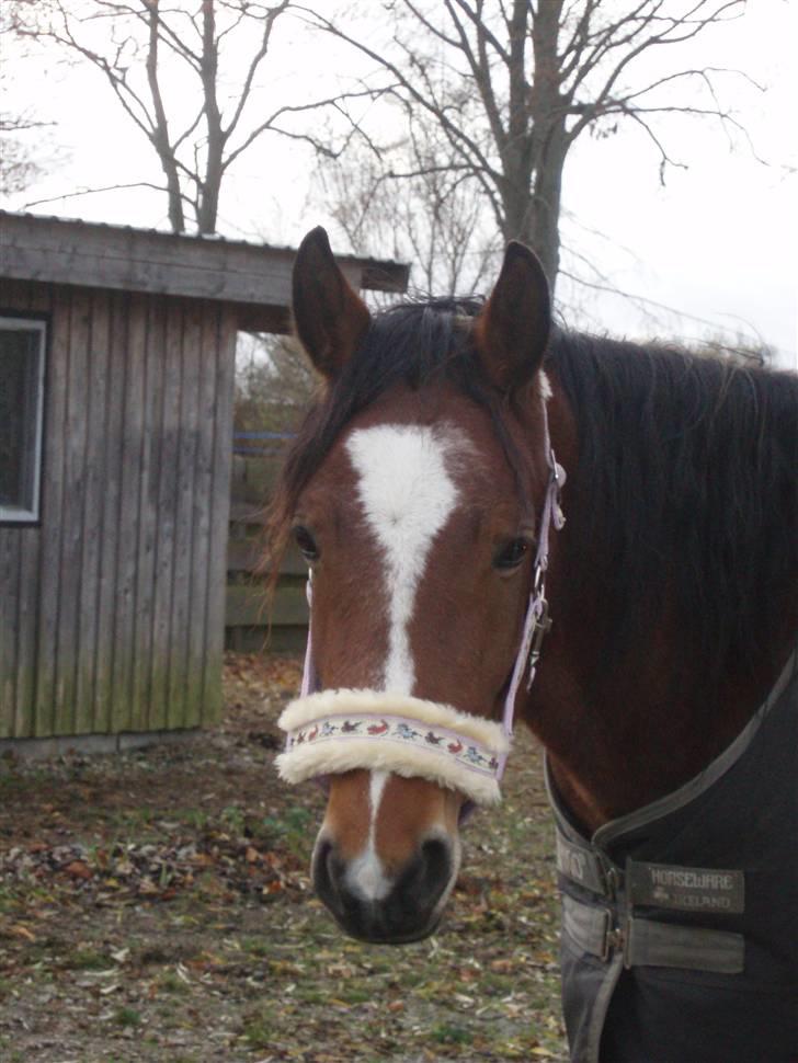 DSP Thorups Manilla - 9. november 2007 billede 4