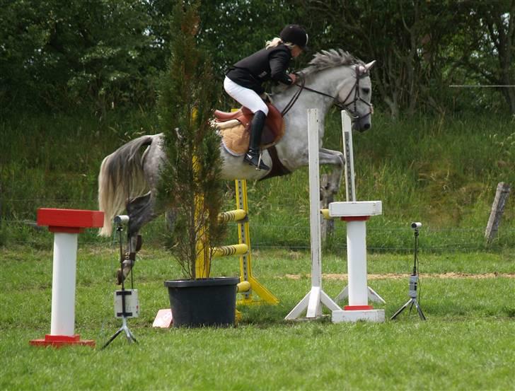 Anden særlig race Skovhyttens Rafini -SOLGT billede 3