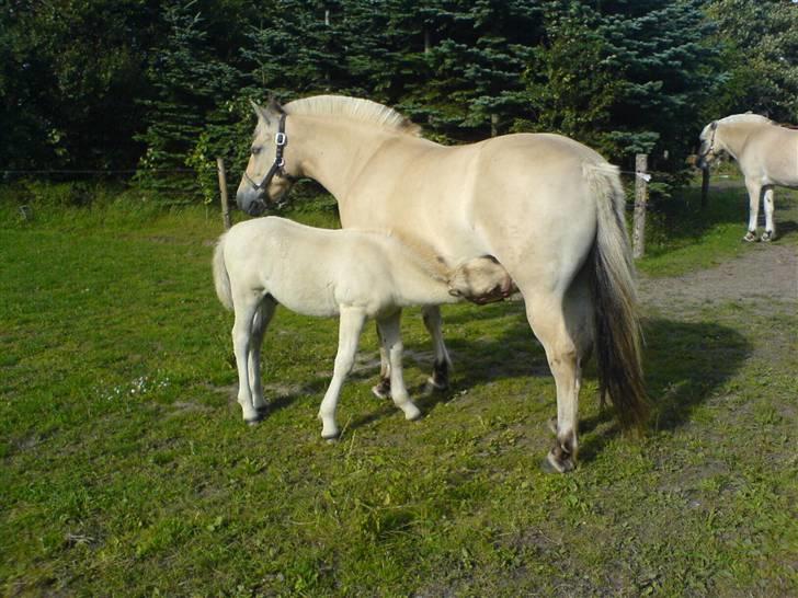 Fjordhest Odin Kaptain solgt )': - jeg er tørstig igen billede 5