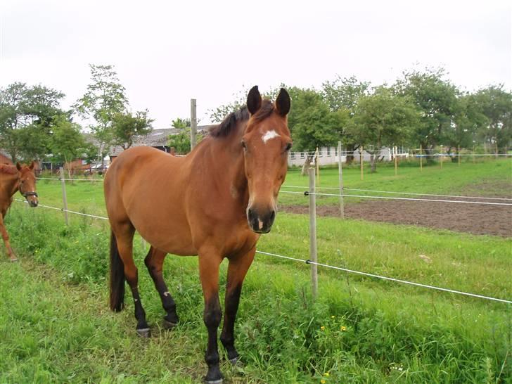 Dansk Varmblod Thor - Thor på fold. billede 13