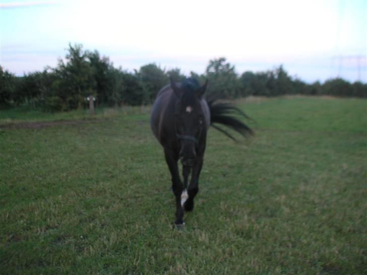 Oldenborg nico billede 2