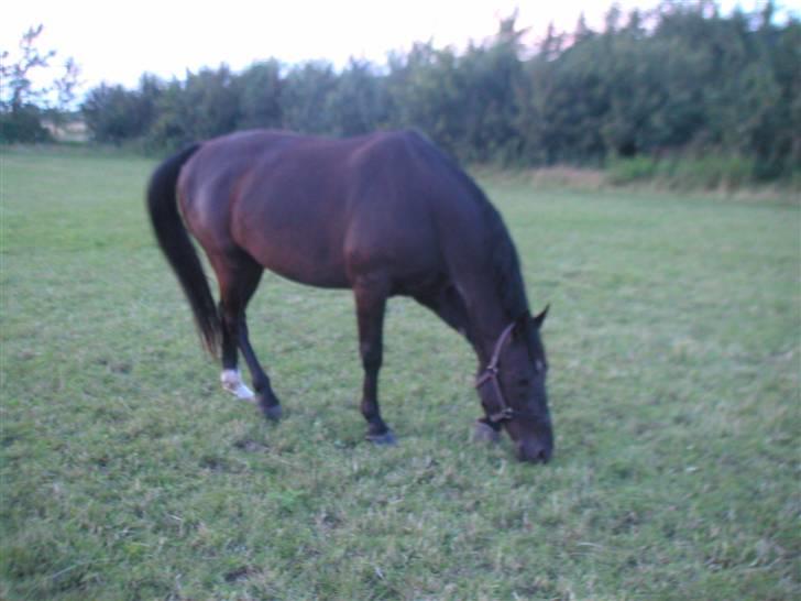 Oldenborg nico billede 4