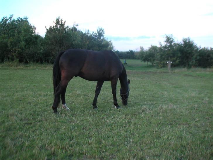 Oldenborg nico billede 5